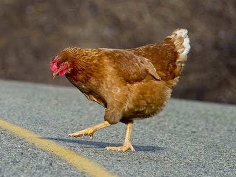 Chicken road 2 demo, chicken road 2